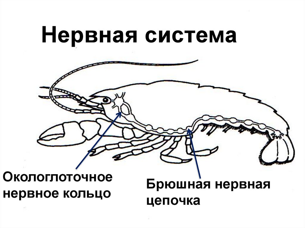Кровеносная система ракообразных 7 класс таблица. Кровеносная система ракообразных 7 класс биология. Кровеносная система ракообразных 7 класс биология. Дыхательная система ракообразных схема. Дыхательная система ракообразных 7 класс.
