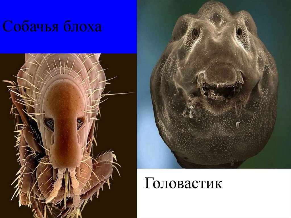 Собачья блоха