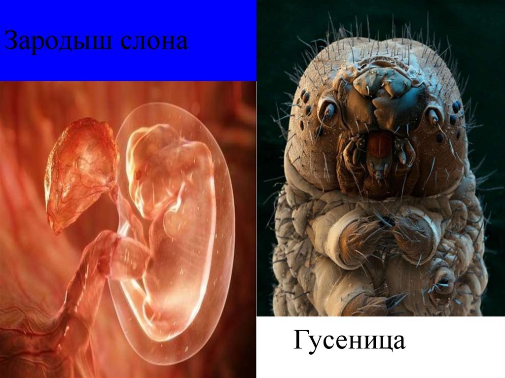 Зародыш слона