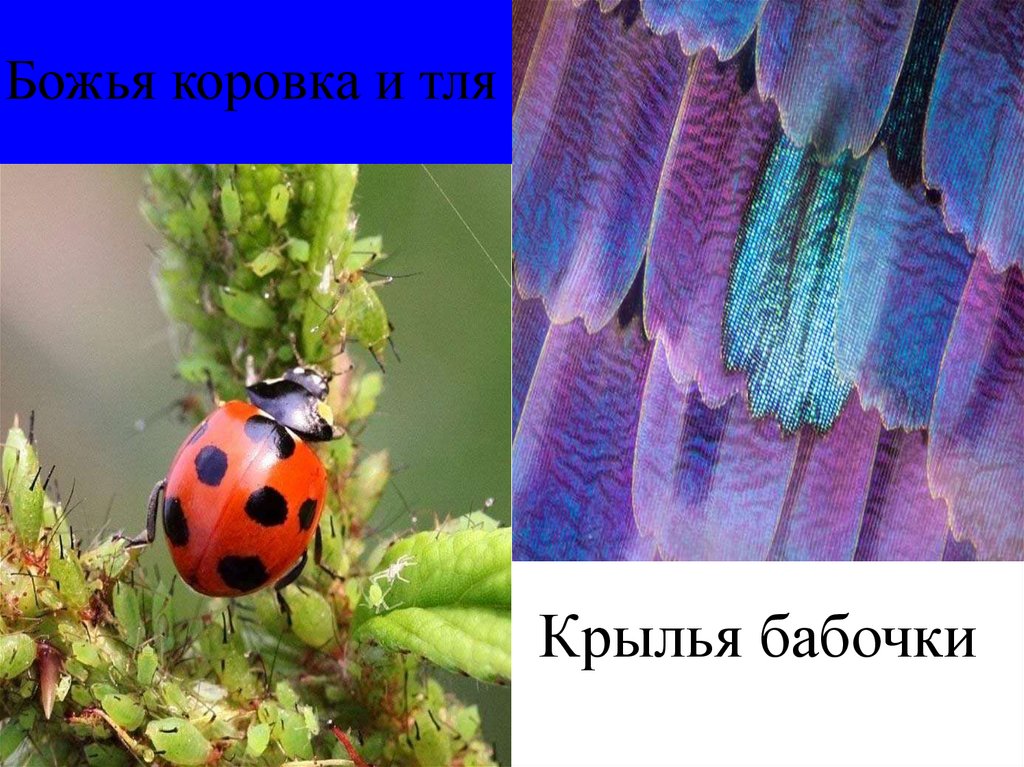 Божья коровка и тля