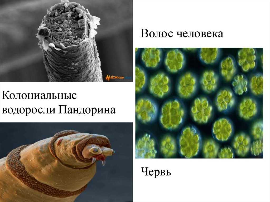 Волос человека