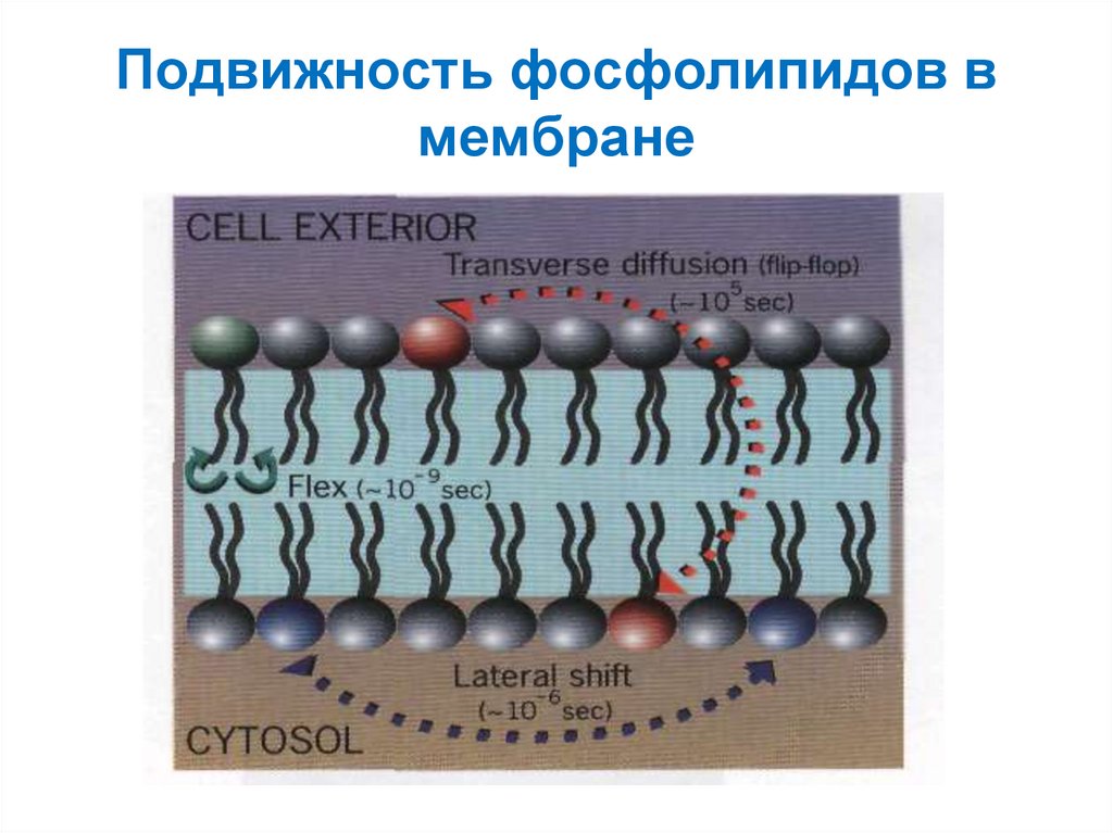 Вода в составе мембран. Фосфолипиды в мембране. Движение фосфолипидов в мембране. Основная функция фосфолипидов в мембране. Структурная функция фосфолипидов в мембране.