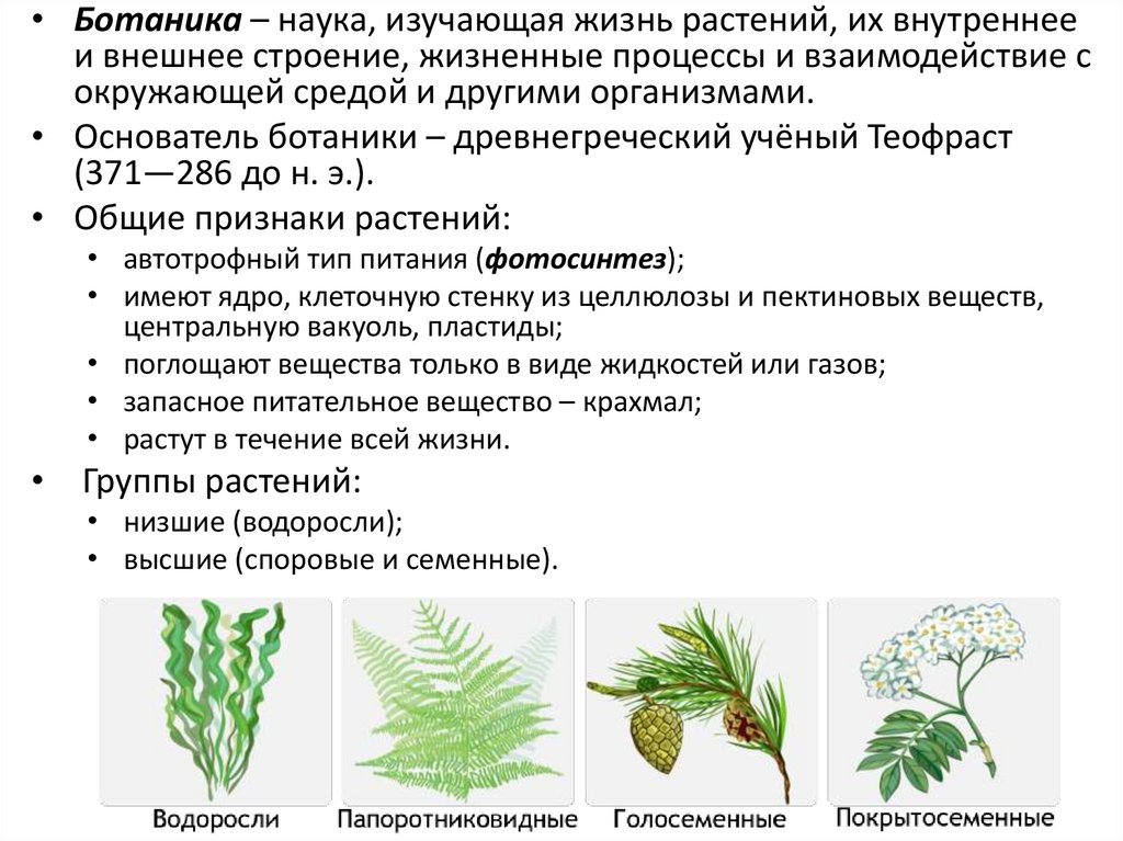 Какая ботаническая наука изучает рост растений. Ботаника это наука. Ботаника это наука изучающая. Ботаника разделы биологии. Доклад на тему ботаника.