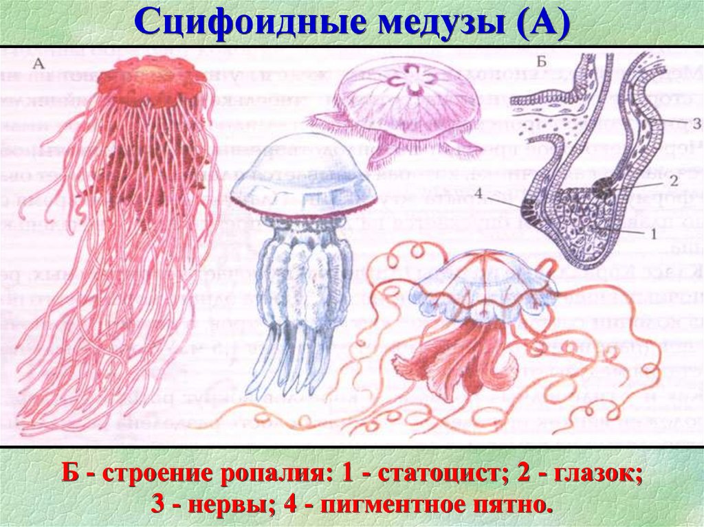 Сцифоидная медуза тип. Цикл сцифоидных медуз. Цикл развития сцифоидной медузы. Класс Сцифоидные. Сцифоидные строение.