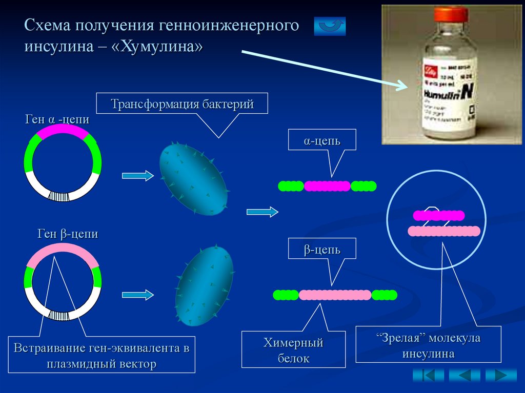 Получение гена