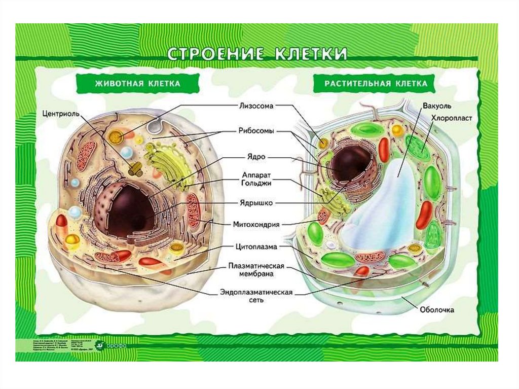 Строение клетки вариант