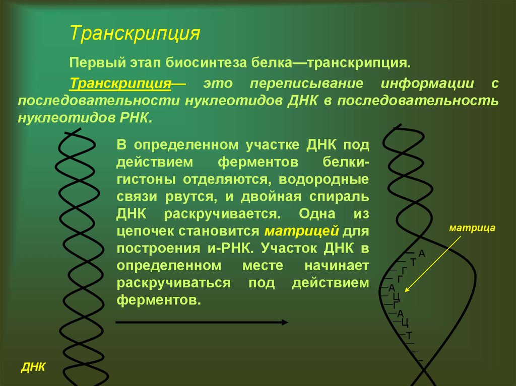 Типы биосинтеза. Синтез белка транскрипция и трансляция. Этапы транскрипции биосинтеза белка. Результат транскрипции биосинтеза белка. Этапы транскрипции и трансляции белка.