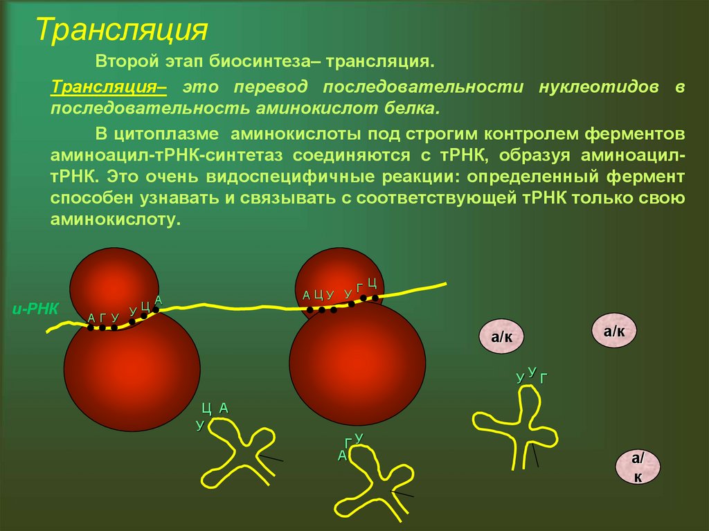 Синтез белков 9 класс. Трансляция 2 этап биосинтеза белка. Основные этапы биосинтеза белка транскрипция и трансляция. Этапы трансляции биосинтеза белка. Синтез белка трансляция этапы.