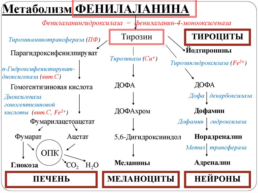 Обмен фенилаланина