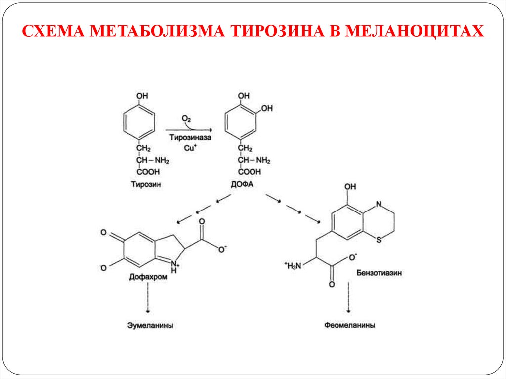 Фенилаланин биохимия. Схема метаболизма тирозина. Схема превращения тирозина. Схема катаболизма тирозина в печени. Схема метаболизма фенилаланина.