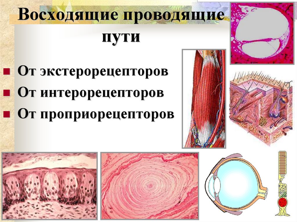 Восходящие проводящие пути