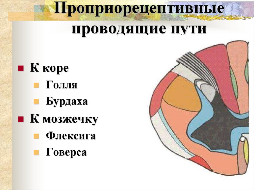 Проприорецептивные проводящие пути