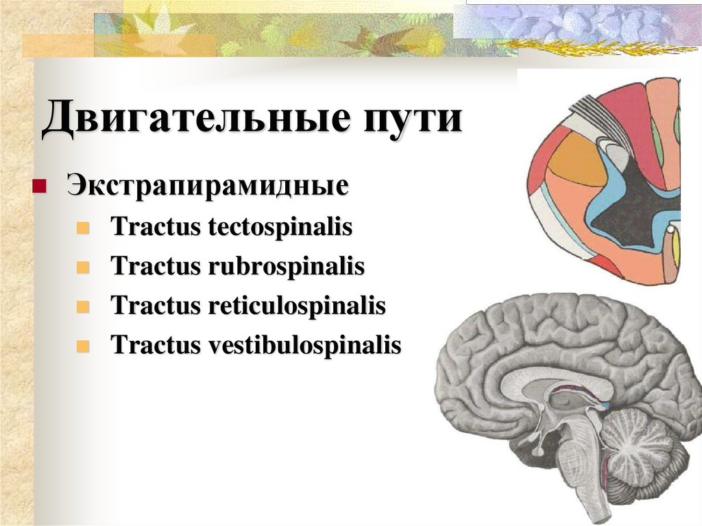 Двигательные пути
