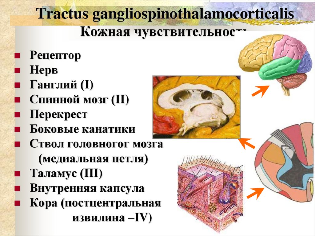 Tractus gangliospinothalamocorticalis Кожная чувствительность
