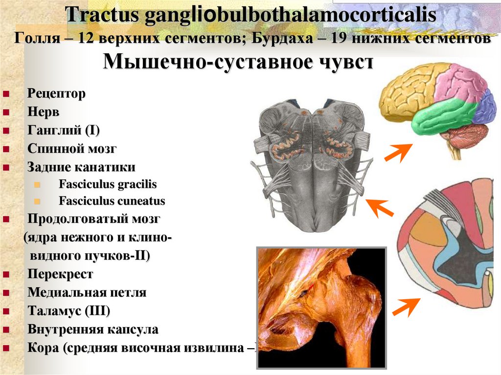 Tractus gangliobulbothalamocorticalis Голля – 12 верхних сегментов; Бурдаха – 19 нижних сегментов Мышечно-суставное чувство