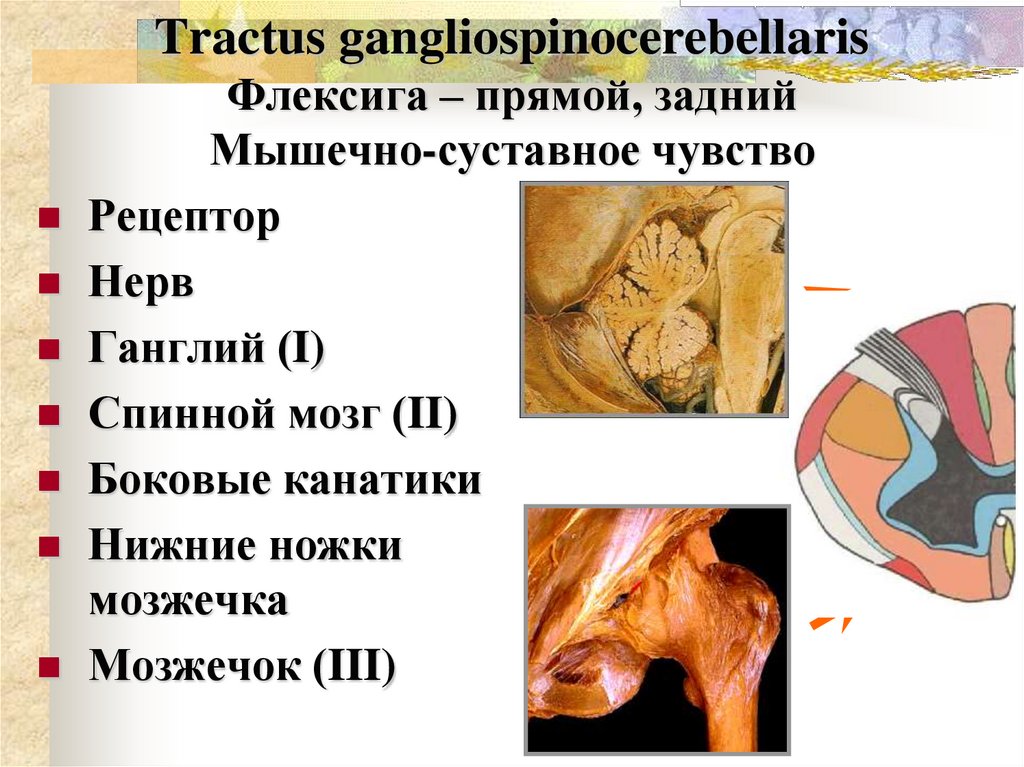Tractus gangliospinocerebellaris Флексига – прямой, задний Мышечно-суставное чувство