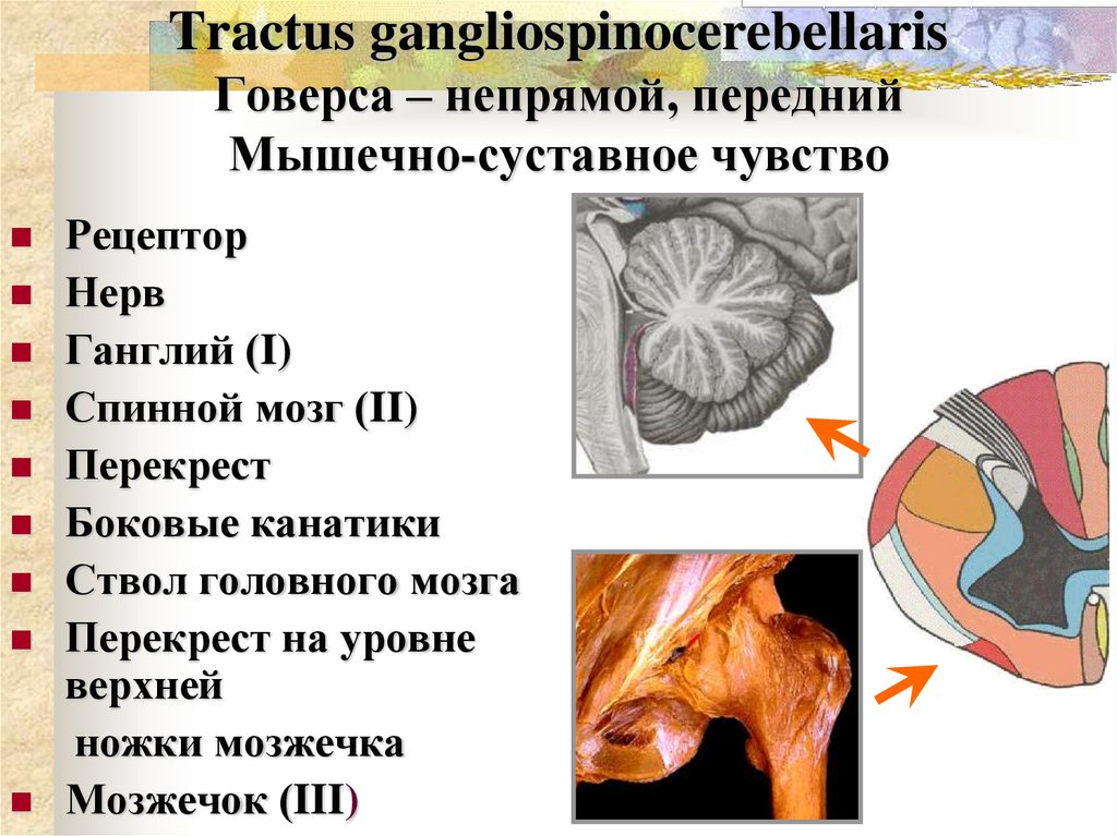 Tractus gangliospinocerebellaris Говерса – непрямой, передний Мышечно-суставное чувство