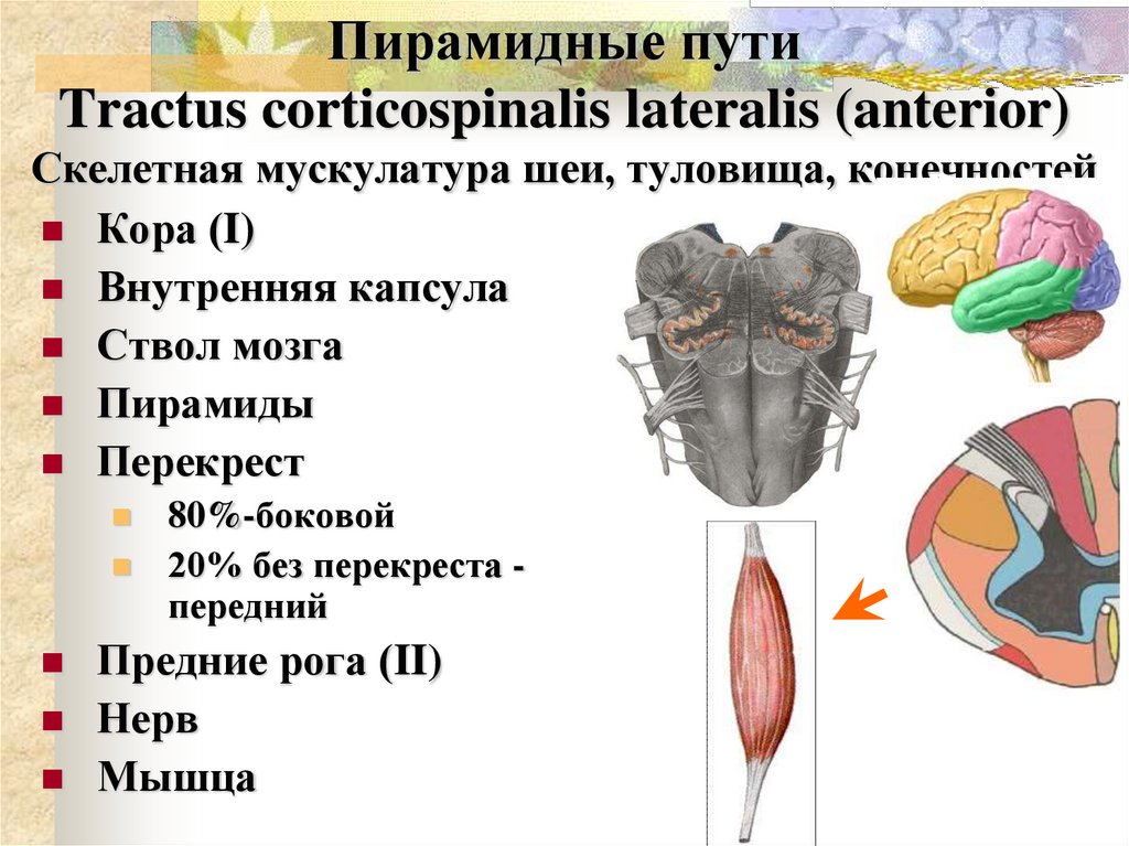 Пирамидные пути Tractus corticospinalis lateralis (anterior) Скелетная мускулатура шеи, туловища, конечностей