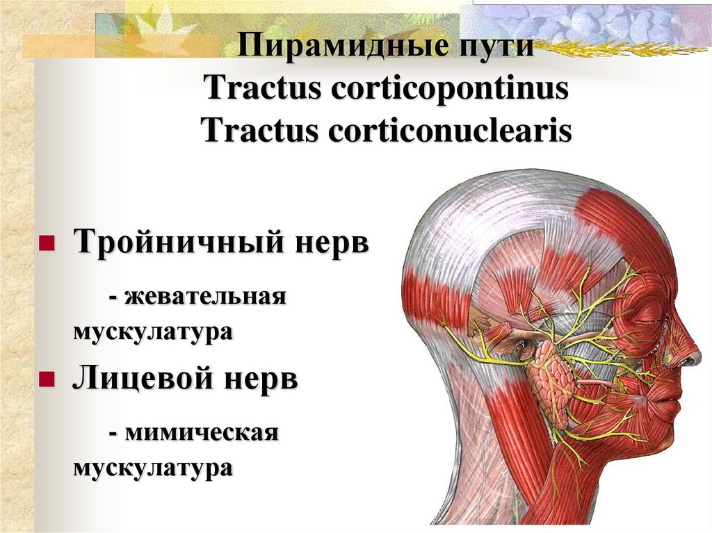 Пирамидные пути Tractus corticopontinus Tractus corticonuclearis