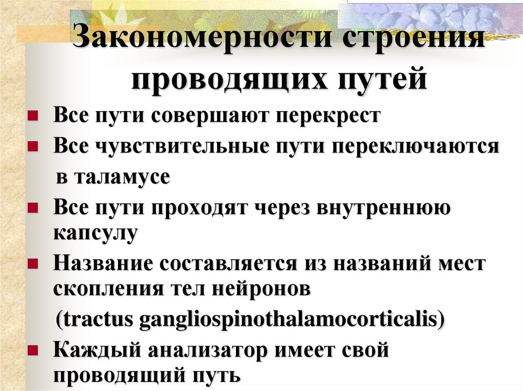 Закономерности строения проводящих путей