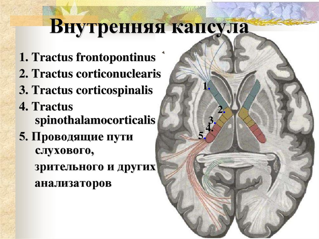Внутренняя капсула