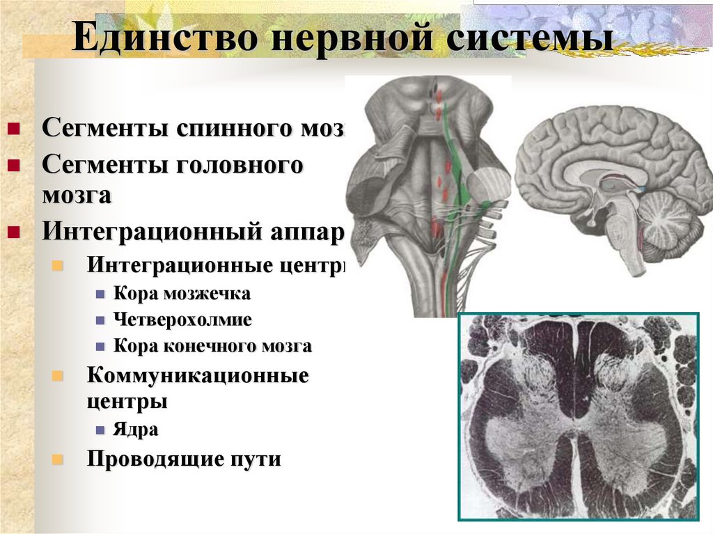 Единство нервной системы
