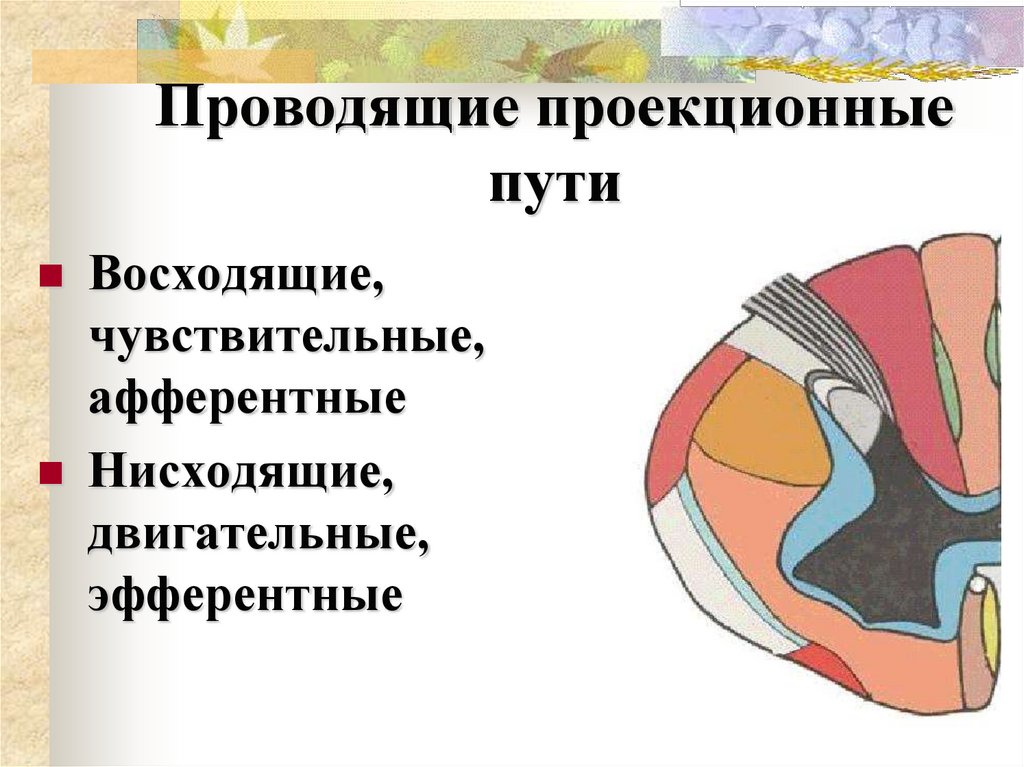 Проводящие проекционные пути