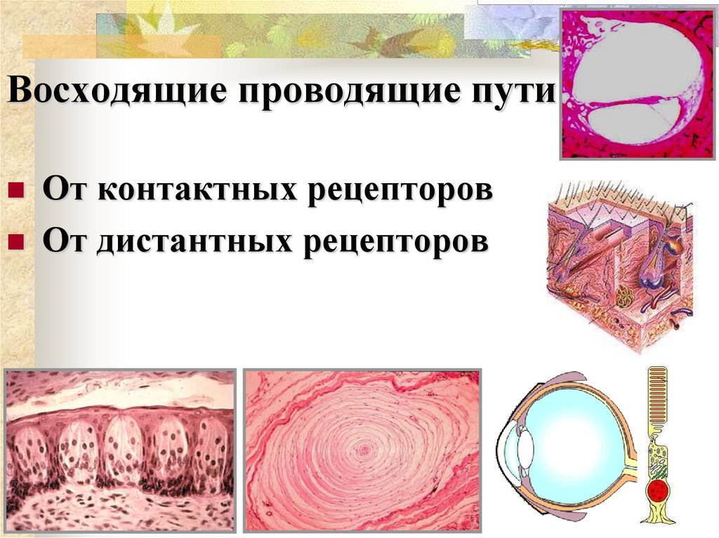 Восходящие проводящие пути