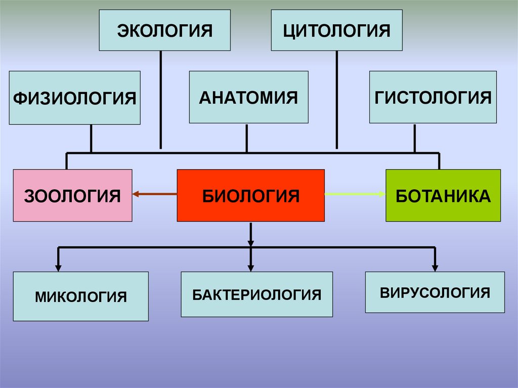 Биология 5 наук. Ботаника Зоология анатомия. Физиология это в биологии. Зоология ботаника анатомия экология. Цитология Зоология.