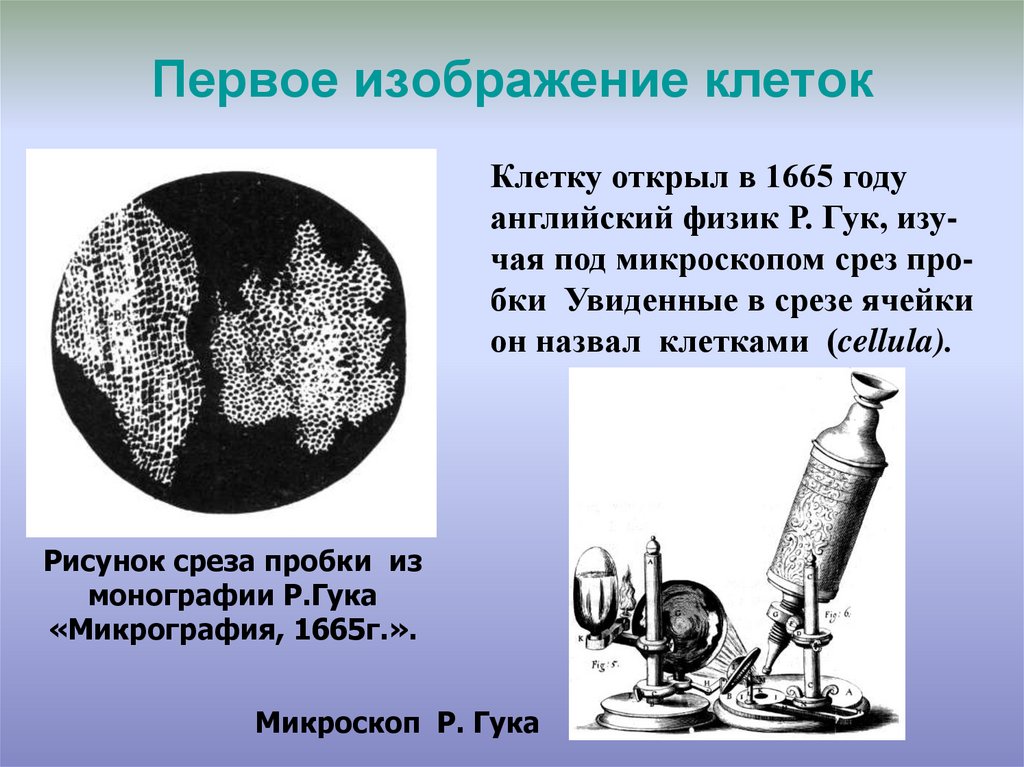 Физик р. Срез пробки Роберт Гук. 1665 Гук открытие клетки. Клетка в микроскопе Гука. Микроскоп р. Гука.