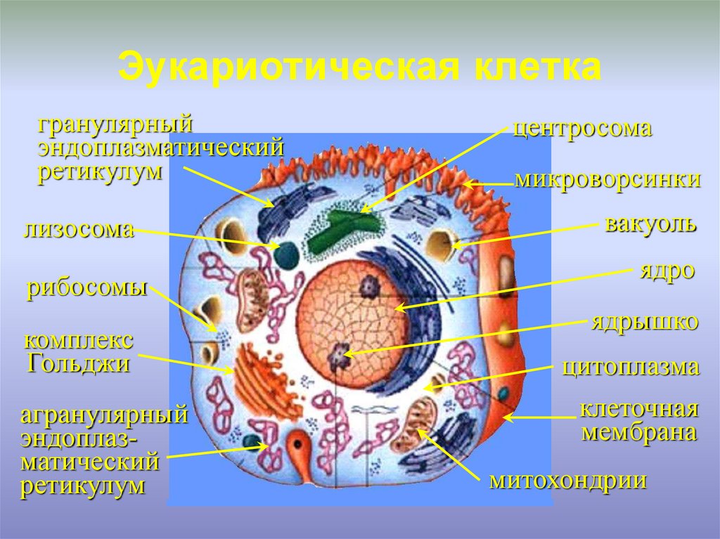 Эукариотическая клетка 10 класс. Эукариотическая клетка. Эукариотические клетки. Эукариотическая клетка лизосомы. Эукариотическая клетка это в биологии.