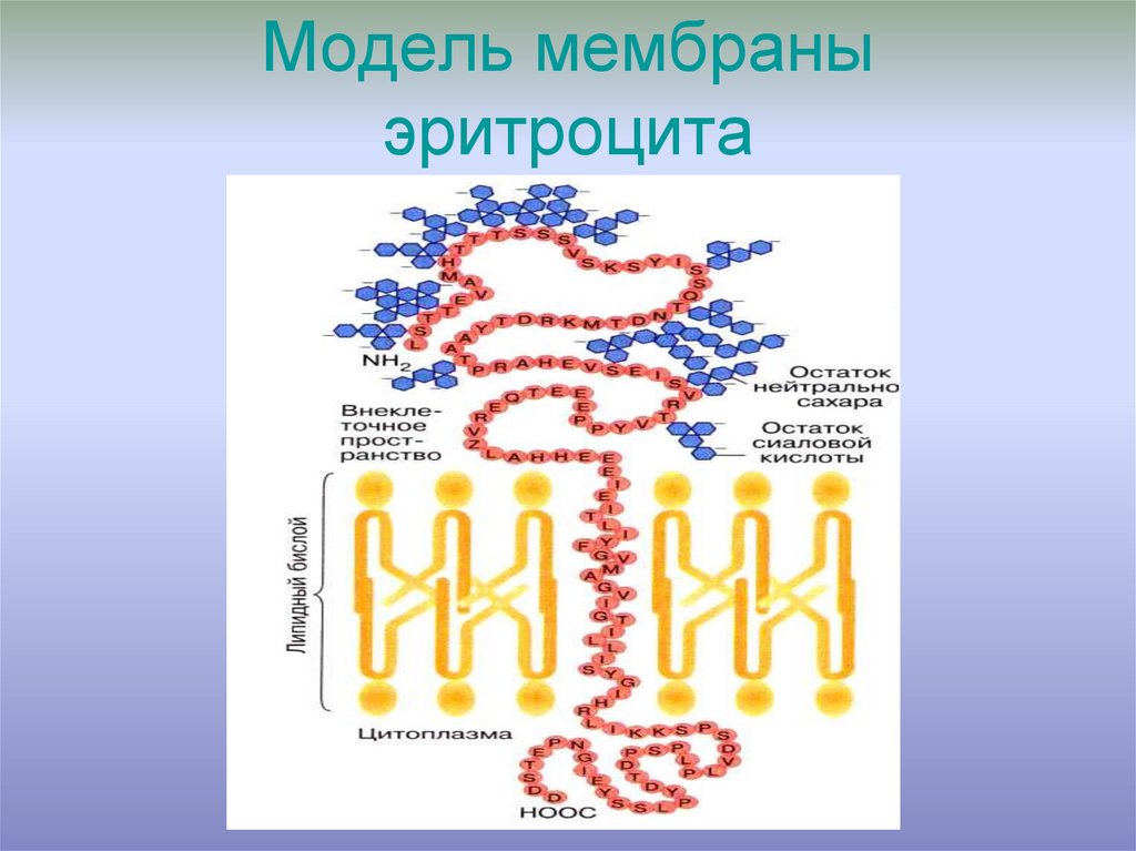 Модель оболочек. Строение мембраны эритроцита. Белки мембраны эритроцитов. Модель мембраны эритроцита. Особенности проницаемости мембран эритроцитов.