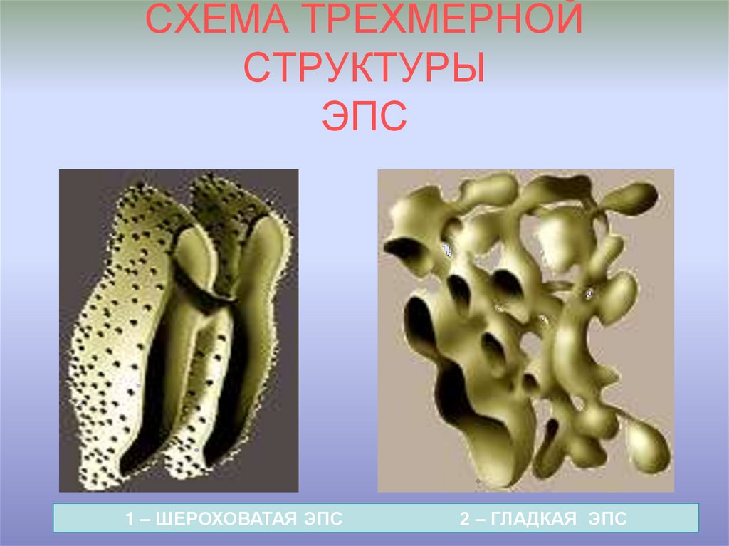 Объемное строение. Объемные строения. ЭПС из кости. Ховард ЭПС кости. ЭПС кости.