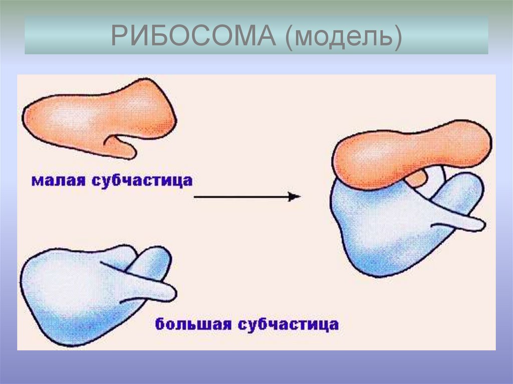 Рисунок рибосом. Рибосомы. Рибосомы рисунок. Рибосомы это в биологии. Рибосома модель.