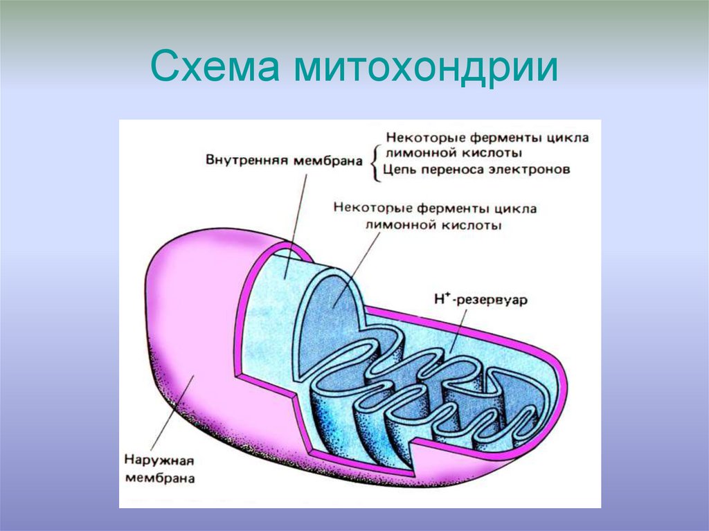 В каких клетках содержится митохондрия. Митохондрии на схеме клетки. Строение митохондрии рисунок. Схема строения митохондрии рисунок. Строение митохондрии рис 30.