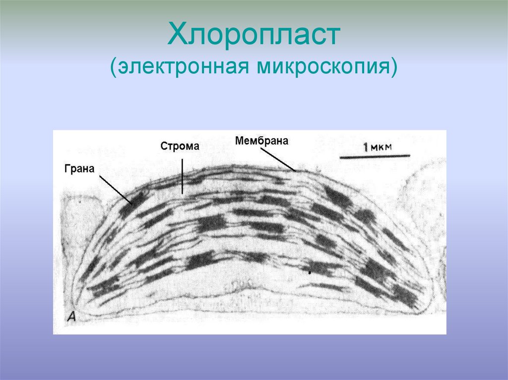 Строение хлоропласта микроскоп