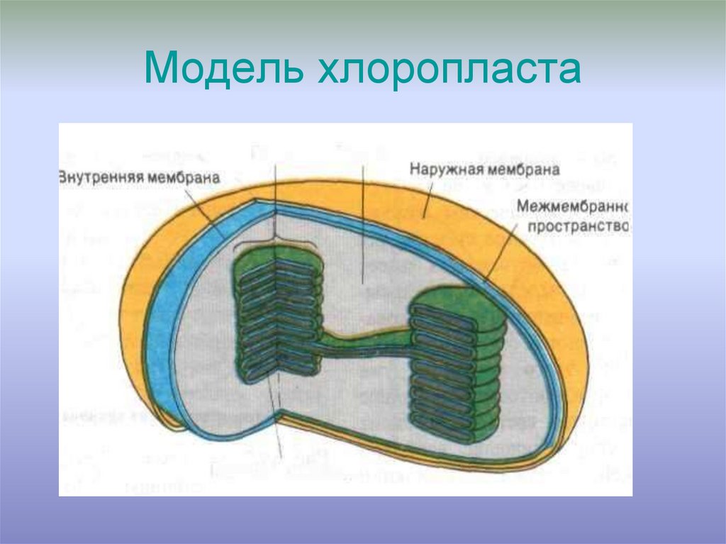 Хлоропласт 2 мембраны. Модель хлоропласта. Наружная мембрана хлоропласта. Оболочка хлоропласта. Внешняя мембрана хлоропластов.