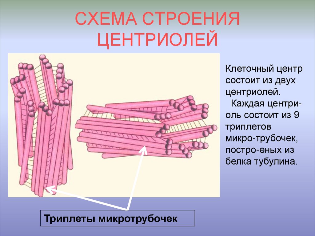 Центриоли. Строение центриолей клеточного центра. Центриоль и микротрубочки клеточного центра. Схема строения центриоли. Строение центриоли клетки.