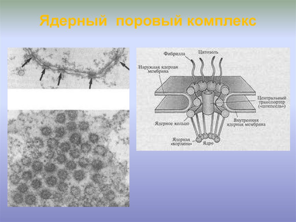 Комплекс ядра. Строение ядерного порового комплекса. Строение порового комплекса ядерной поры. Строение поры ядра. Ядерный поровый комплекс.