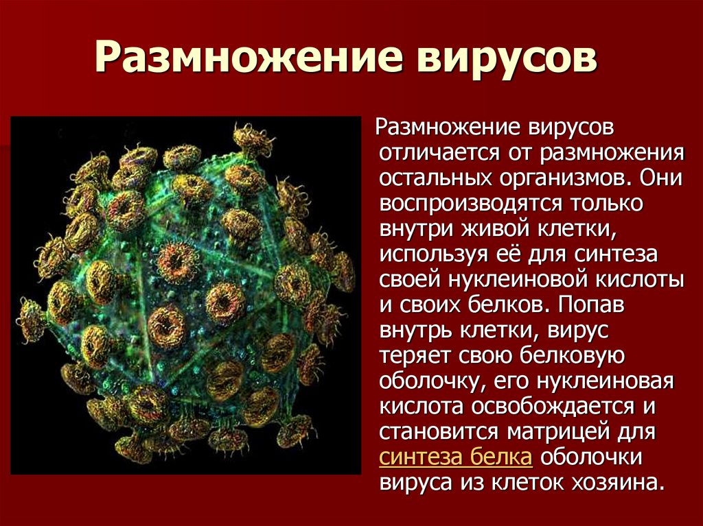 Возникновение клеточной формы жизни. Вирусы неклеточные формы жизни презентация. Неклеточные организмы вирусы. Размножение вирусов. Вирусы размножаются.