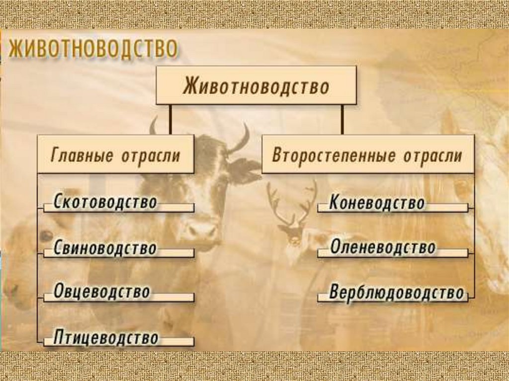 Скотоводство основные отрасли. Отрасли животноводства. Основные отрасли животноводства. Отрасли животноводства таблица.