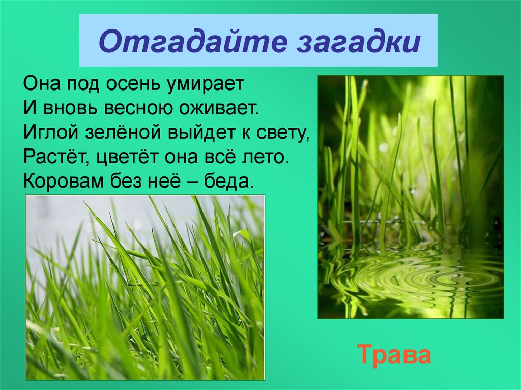 Отгадай загадку летом. Стих про траву короткий. Стих про траву для детей. Стих про травку для детей короткие. Загадки про беду.