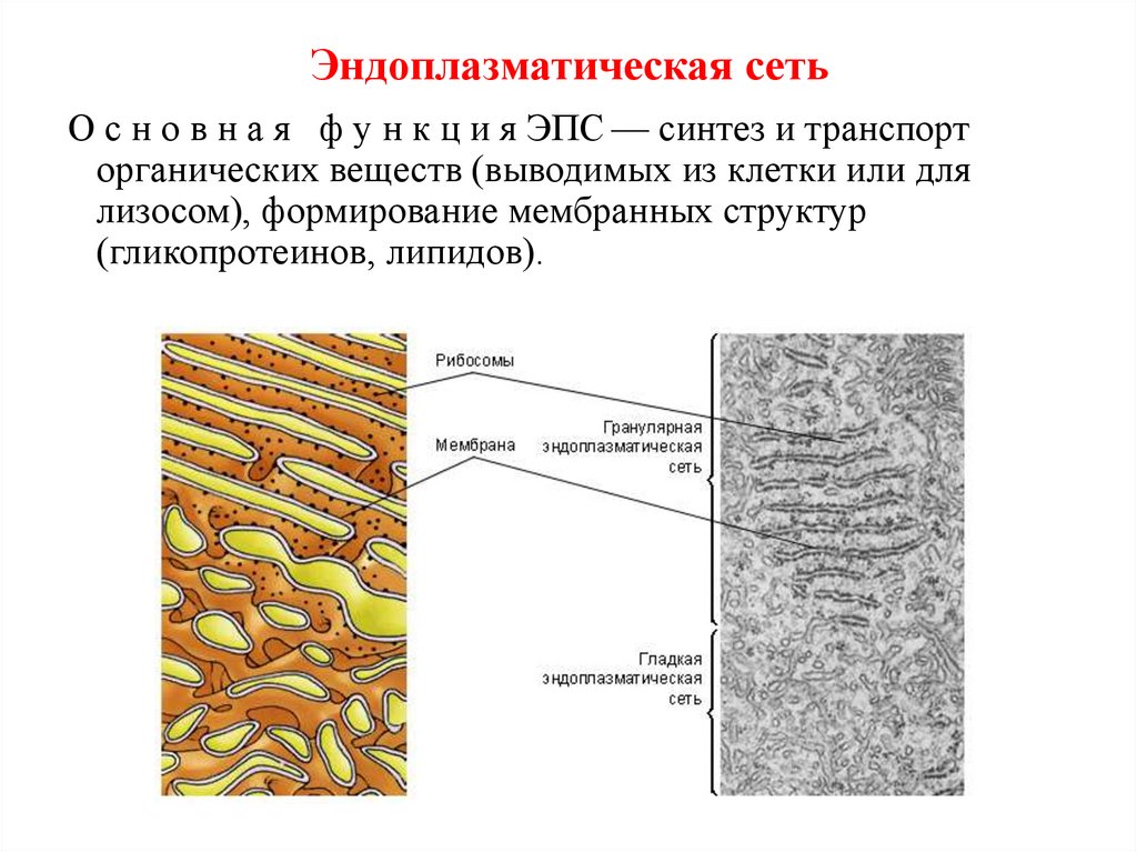 Эндоплазматическая сеть строение и функции