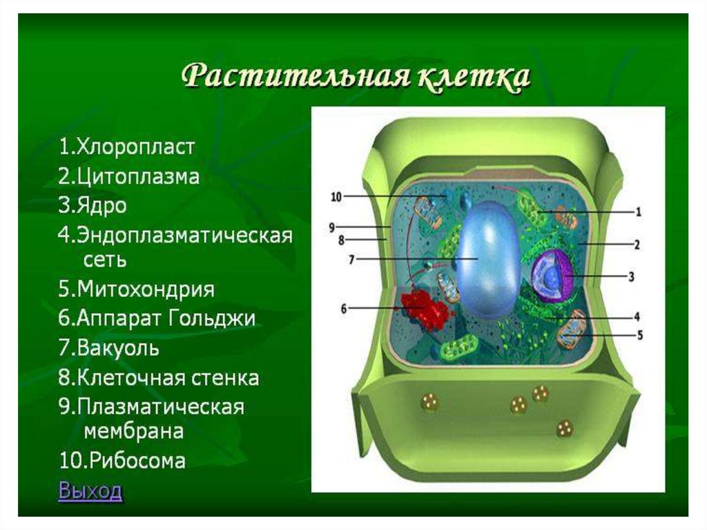 Наличие ядра растительной клетки. Вакуоли ядро клеточная стенка хлоропласты. Вакуоли растительной клетки. Клетка хлоропласты ядро стенка мембрана. Структура клетки растения вакуоль.