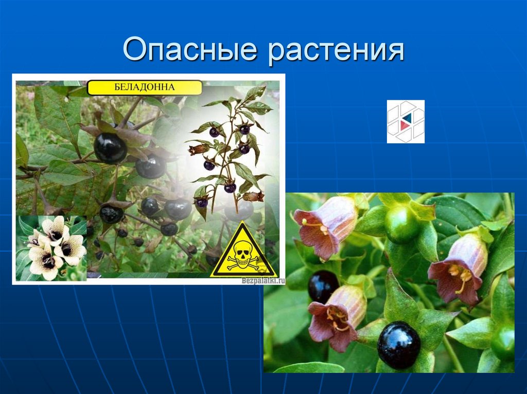 Опасные растения