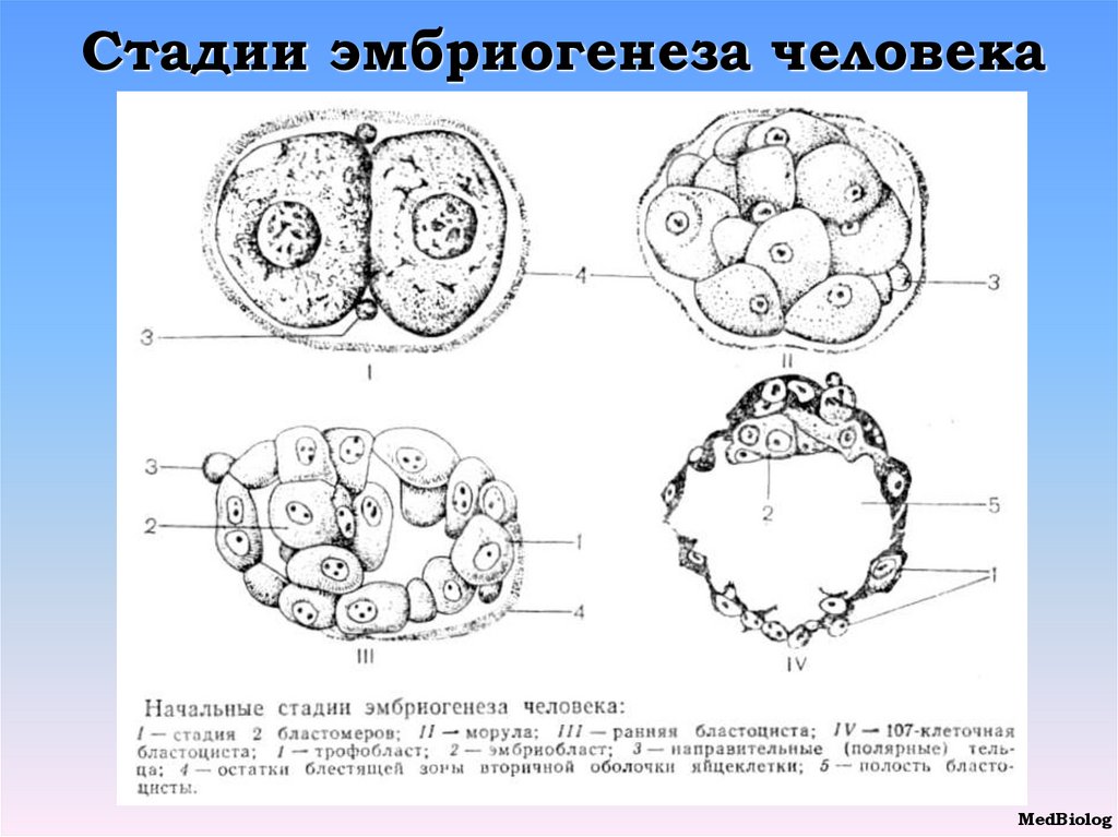 Эмбриогенез морула. Схема дробления зиготы млекопитающих. Начальные этапы эмбриогенеза человека, гистология. Гаструла морула. Значение эмбрионального этапа