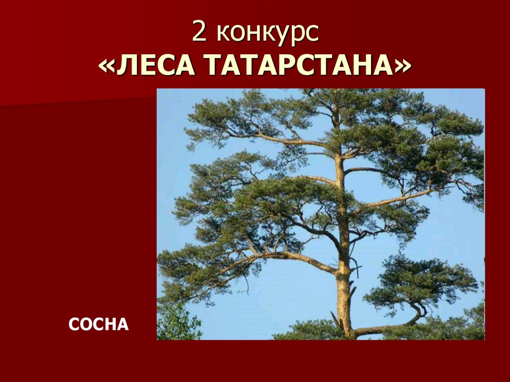 2 конкурс «ЛЕСА ТАТАРСТАНА»