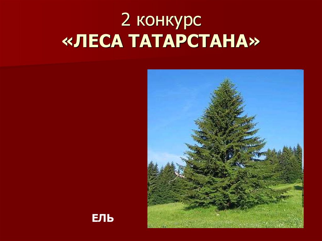 2 конкурс «ЛЕСА ТАТАРСТАНА»
