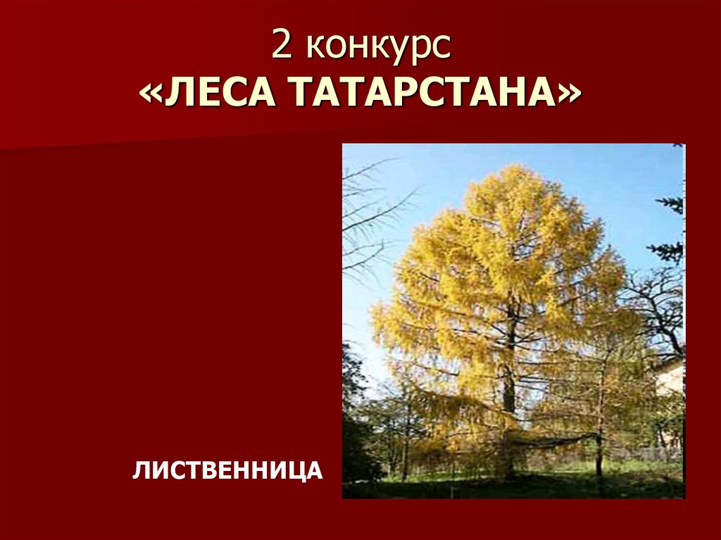 2 конкурс «ЛЕСА ТАТАРСТАНА»