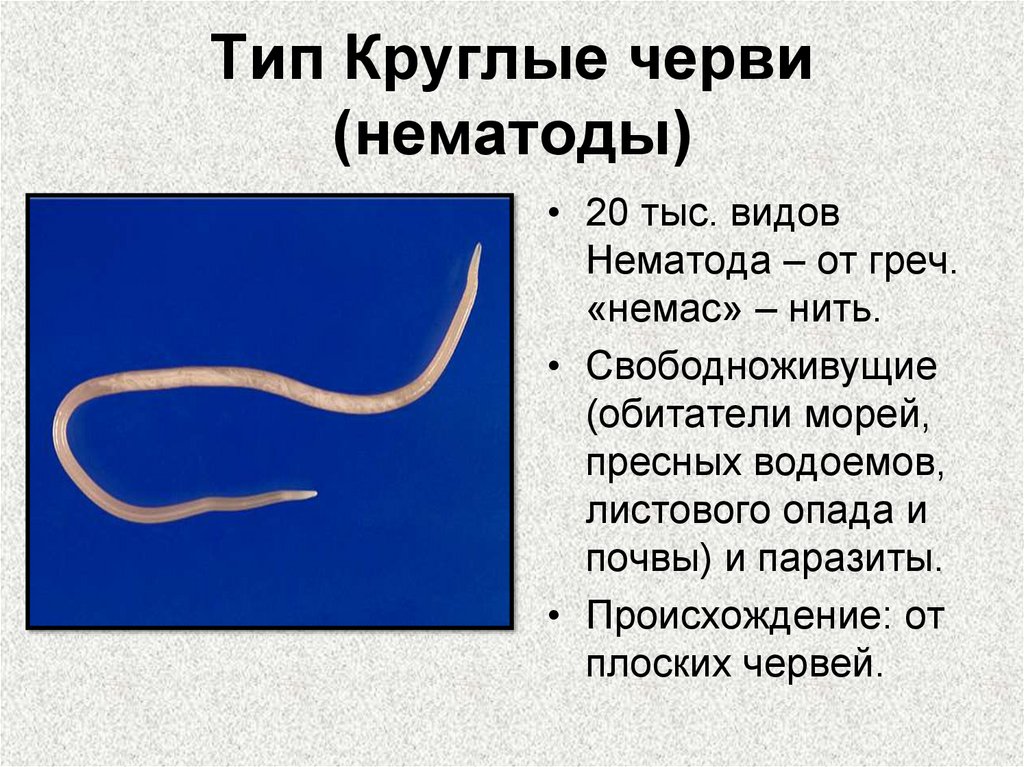 Тип круглых червей биология. Nematoda (круглые черви). Круглые черви класс нематоды. Круглые черви 7 класс биология. Тип круглые черви нематоды.